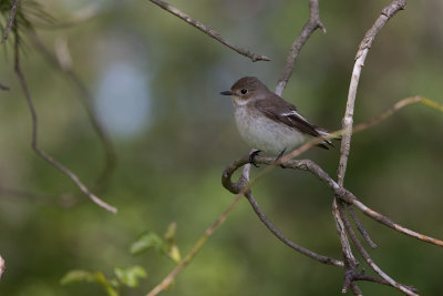 European Pied Flycatcher (Ficedula hypoleuca)