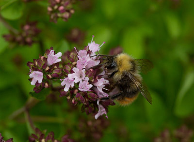 ngshumla (Bombus pratorum)