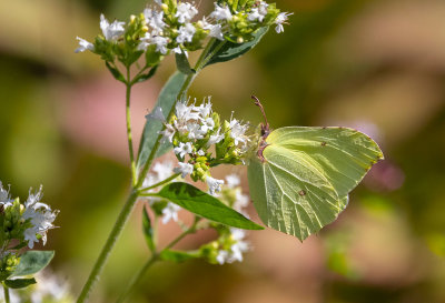 Citronfjril (Gonepteryx rahmni)