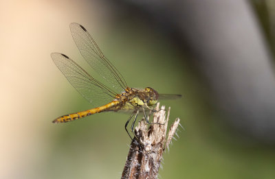 Tegelrd trollslnda (Sympetrum vulgatum)