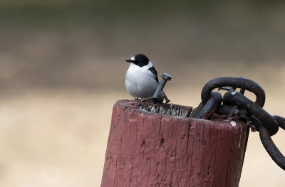 Collared Flycatcher (Ficedula albicollis)