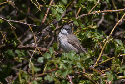 Lesser Whitethroat (Curruca curruca)