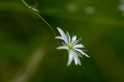 Grsstjrnblomma (Stellaria graminea)