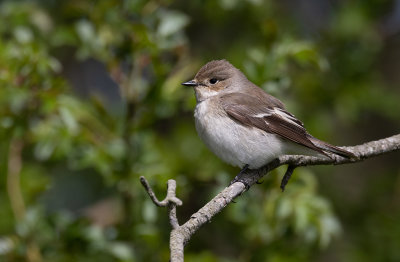 European Pied Flycatcher (Ficedula hypoleuca)