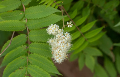 Rnnspirea (Sorbaria sorbifolia)