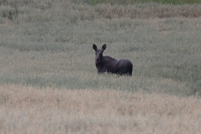 Eurasian Moose (Alces alces)