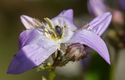 Blklockevivel (Miarus campanulae)