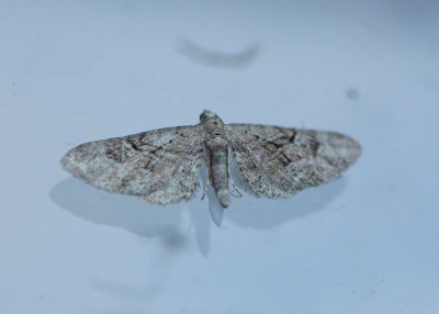 Streckad enmalmtare (Eupithecia pusillata)