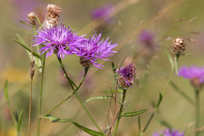 Rdklint (Centaurea jacea)