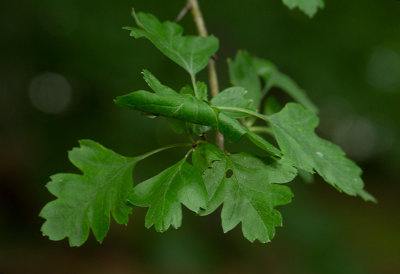 Trubbhagtorn (Crataegus monogyna)