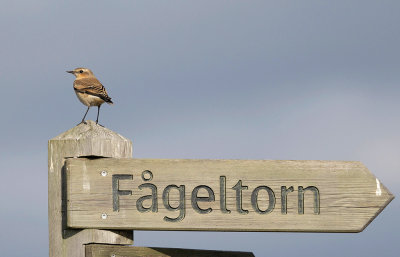 Northern Wheatear (Oenanthe oenanthe)
