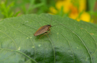 Skogskackerlacka (Ectobius lapponicus)