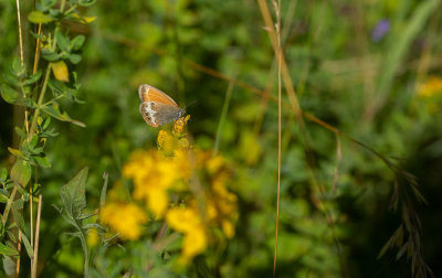 Prlgrsfjril (Coenonympha arcania)