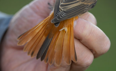 Common Redstart (Phoenicurus phoenicurus)	