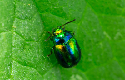 Plisterbagge (Chrysolina fastuosa)