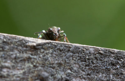 Bronsgroplöpare (Elaphrus cupreus)