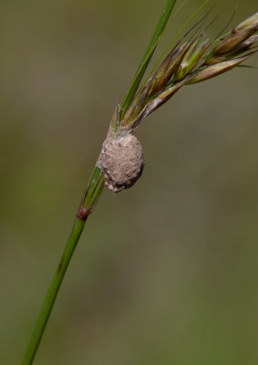 Hårig krukmakargeting (Eumenes coronatus)