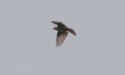 Tree Pipit (Anthus trivialis)