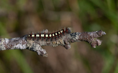 Videspinnare (Leucoma salicis)