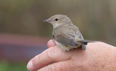 Garden Warbler (Sylvia borin)	