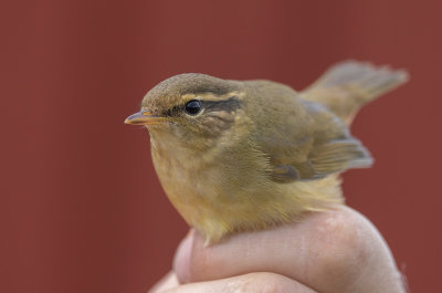 Raddes Warbler (Phylloscopus schwarzi)