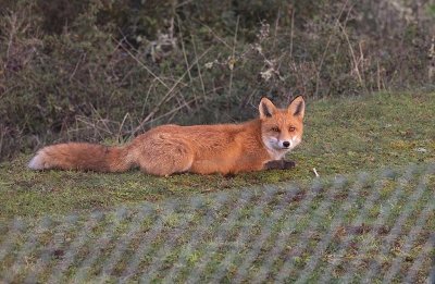 Red Fox (Vulpes vulpes)