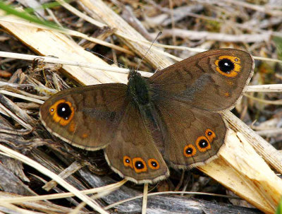 Berggrsfjril (Lasiommata petropolitana)