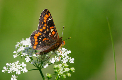 Askntfjril (Euphydryas maturna)