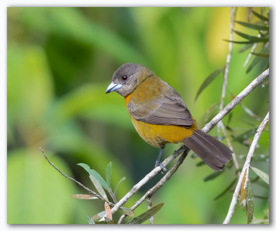 Passerini's Tanager F./Tangara de Passerini F.