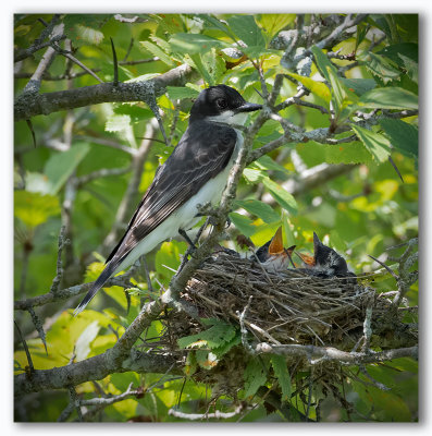 Eastern Kingbird/Tyran tritri