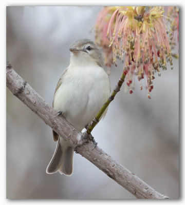 Wabling Vireo/Viréo mélodieux