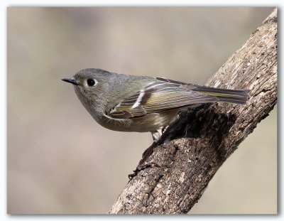 Ruby crowned kinglet/Roitelet à couronne rubis 