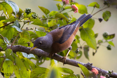 Chestnut thrush(Turdus rubrocanus)