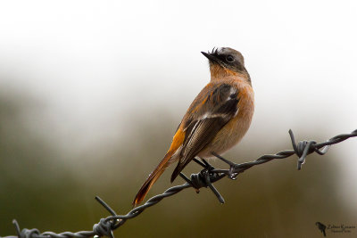 Eversmann's Redstart (Phoenicurus erythronotus)