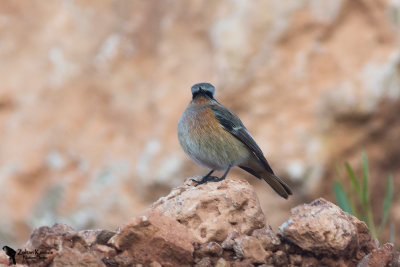 Eversmann's Redstart