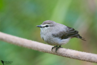 Drab Water Tyrant (Ochthornis littoralis)