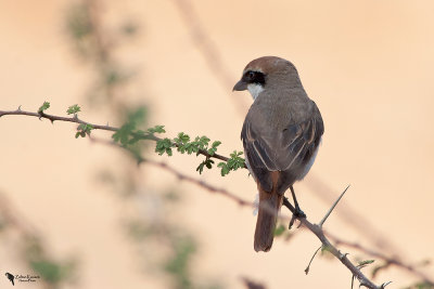 Red-tailed shrike (Lanius phoenicuroides)