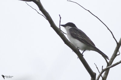 Eastern Kingbird (Tyrannus tyrannus)