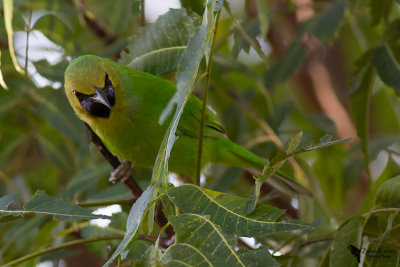 Jerdon's leafbird (Chloropsis jerdoni)