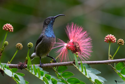 Nectariniidae - Sunbirds