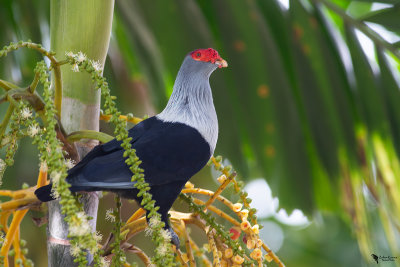 Columbiformes