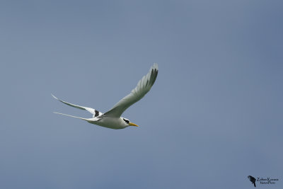 White-tailed Tropicbird (Phaethon lepturus)