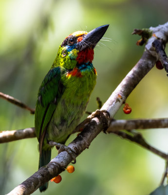 Red Throated Barbet