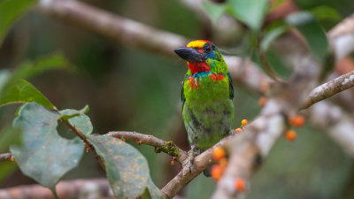 Red Throated Barbet