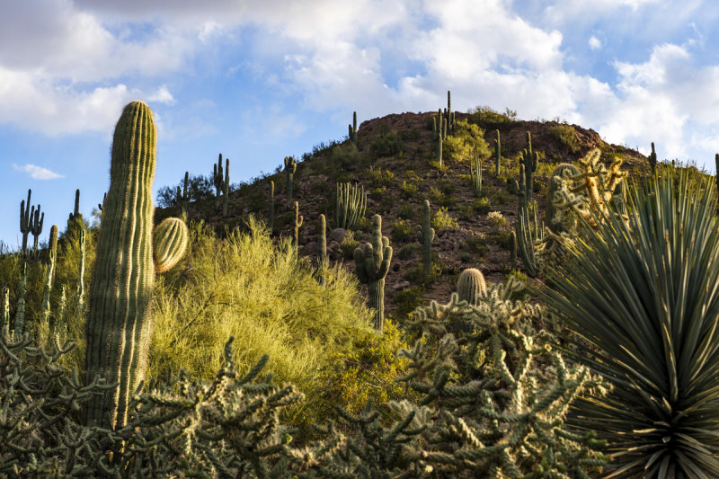 Desert Botanical Garden