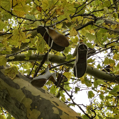 College Place Shoe Tree