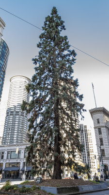 Seattle's Giant Sequioa Tree