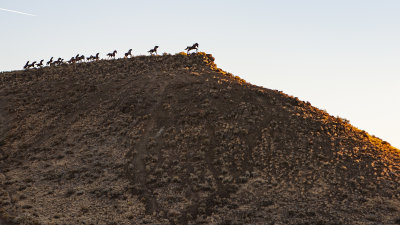 Wild Horse Monument