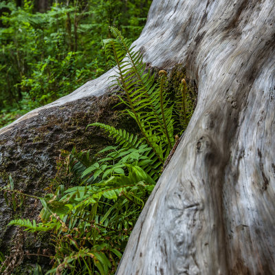 Hoh Rainforest