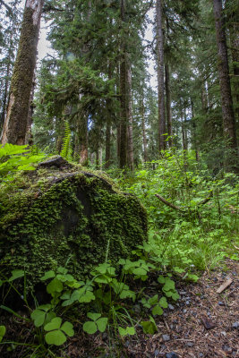 Hoh Rainforest
